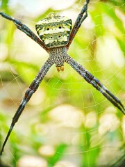 Spider resting on spiderweb strands