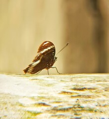 Butterfly macro photography outdoors nature