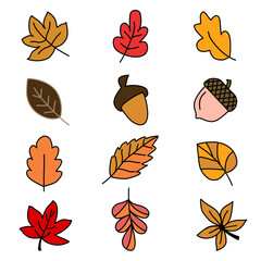 Hand-Drawn Autumn Leaves and Acorns Collection