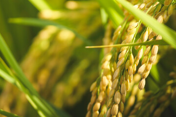 The golden glow of ripe rice, an image of bountiful harvest and abundance