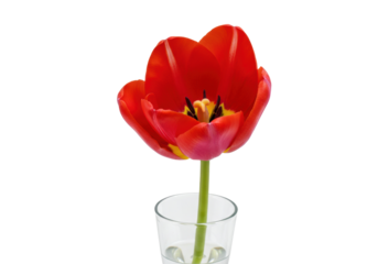 Vibrant red tulip in glass isolated PNG, single flower with stem on transparent background, floral design element