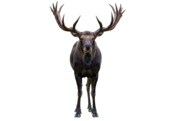 Isolated Moose Standing, Large Antlers, Front View, Forest Animal, North American Wildlife