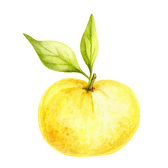Golden yuzu fruit with fresh green leaves in watercolor clipart, hand drawn citrus design element perfect for kitchen textiles, product labels, recipe books, wrapping paper, branding and decor.