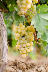 Green grapes on vine over grape leaves bright background