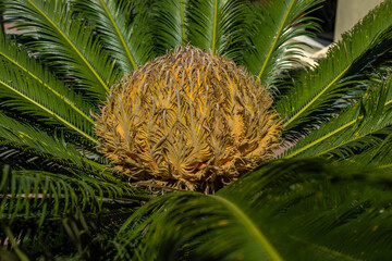 Close-up of a Sago Palm (Cycas revoluta) flower showing detailed yellow cone surrounded by lush green fronds. Perfect for botany, tropical nature, gardening, and environmental education visuals.
