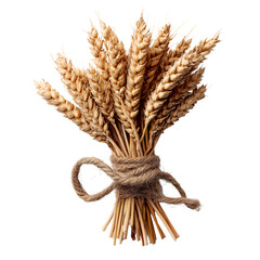 Wheat ears bundle tied with rope