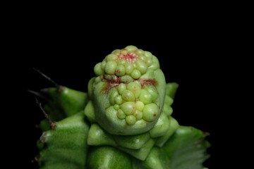 Close up shoot of Euphorbia Horrida f. monstruosa, milk barrel cactus plant. Isolated on black background