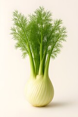 Fresh fennel bulb with green fronds on neutral background