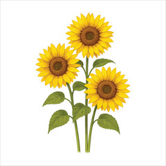 Obraz premium Three vibrant yellow sunflowers with green leaves on white background watercolor illustration