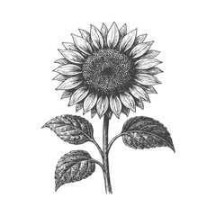 Fototapeta premium Detailed black and white illustration of a single blooming sunflower with leaves on a white background