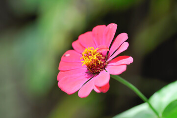 Zinnia violacea Cav, Z violacea or Plantae, Asteraceae or Magnoliopsida or Zinnia violacea or pink flower