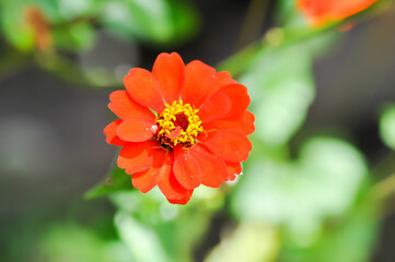 Zinnia violacea Cav, Z violacea or Plantae, Asteraceae or Magnoliopsida or Zinnia violacea or orange flower