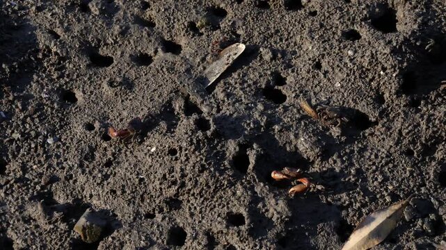 Footage of cast of Fiddler Crabs grazing on the sunshine mangrove forest mudflats