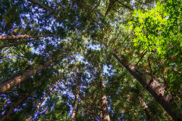 日本周遊　東北行脚　みちのく潮風トレイル唐丹あたり