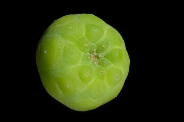 Close up side view of Lophophora williamsii var. Fricii Ooibo lemon skin color. Isolated on black background