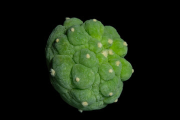 Close up side view of Lophophora williamsii var. Fricii Lizard skin. Isolated on black background color