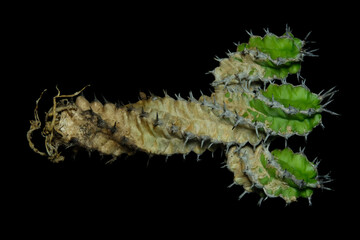 Anatomy shoots of Euphorbia Mitriformis cluster cactus body plant part. Isolated on black background color
