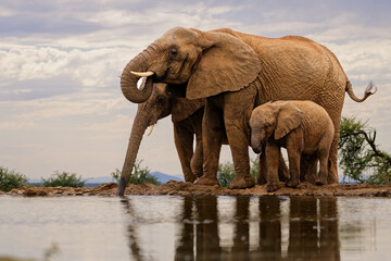 Obraz premium elephants in the water