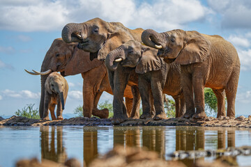 Obraz premium elephant herd in the water