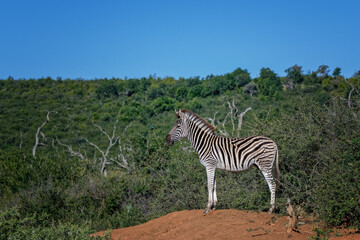 Obraz premium zebra in the wild