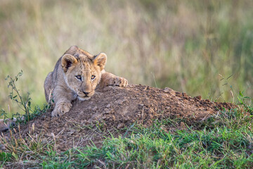 Pouncing lion cub