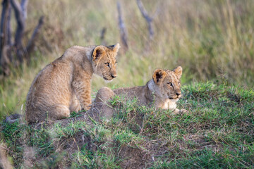 lion cubs at play