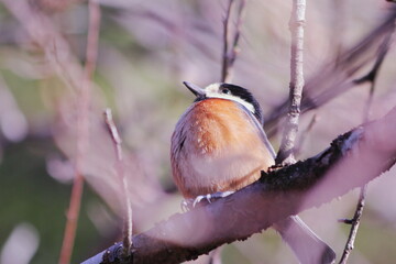 枝の上で丸くなった可愛いヤマガラ