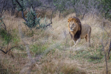 lion in the grass © Peet