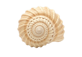 Detailed seashell conch shell spiral texture marine life ocean beach decor photography isolated on transparent background