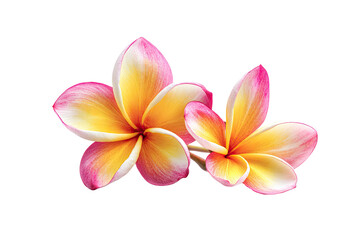 Naklejka premium Close-up of two plumeria flowers, vibrant yellow and pink