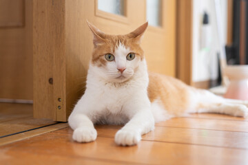 気になって見つめる猫の視線　茶トラ白	