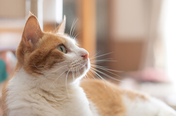 室内でくつろぐ可愛い猫の横顔　茶トラ白	
