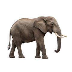 Obraz premium Isolated African Elephant Walking 