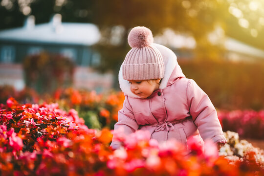A beautiful little girl in pink warm clothes is walking in a park full of flowers at sunset.