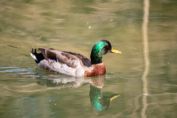 A duck swimming in a pond