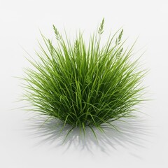 A lush green bushy tuft of grass on a white background