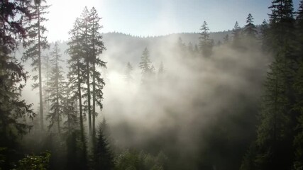 Mistfilled forest valley Tall evergreens shrouded in ethereal fog on a hillside - Powered by Adobe