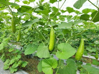 Bottle Gourd (Lau/Lauki) Plant Growing in a Vegetable Garden