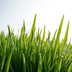 Dew drops on vibrant green grass blades reaching towards the sky