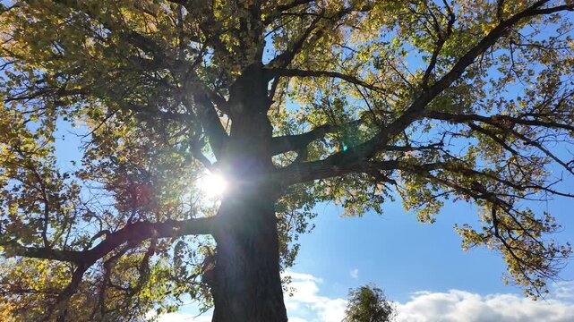 A very beautiful yellow autumn tree. The camera flies very low over fallen autumn leaves. A gust of wind in the autumn forest lifts the fallen yellow leaves into the air. 4K slow-motion video.