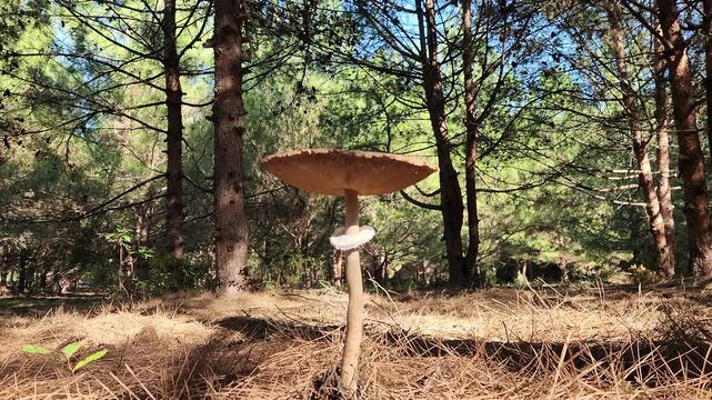 After several days of October rains, under a red pine forest, a parasol mushroom (Macrolepiota procera), a basidiomycete fungus, displays its large, prominent fruiting body resembling a parasol
