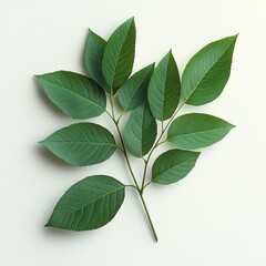 Close-up of a green leafy branch with multiple elongated leaves arranged symmetrically on a white background