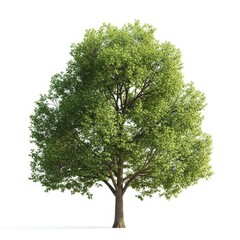 Obraz premium A lush green deciduous tree standing tall against a white background