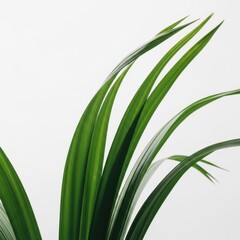 Fototapeta premium Close up of long slender green leaves of a houseplant against a white background