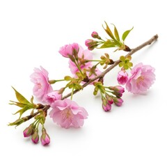 Naklejka premium Delicate pink cherry blossom branch with buds and leaves