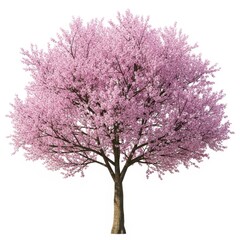 Beautiful pink cherry blossom tree in full bloom isolated
