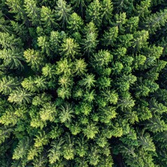 Aerial view of evergreen forest showing dense green tree canopy and natural wilderness