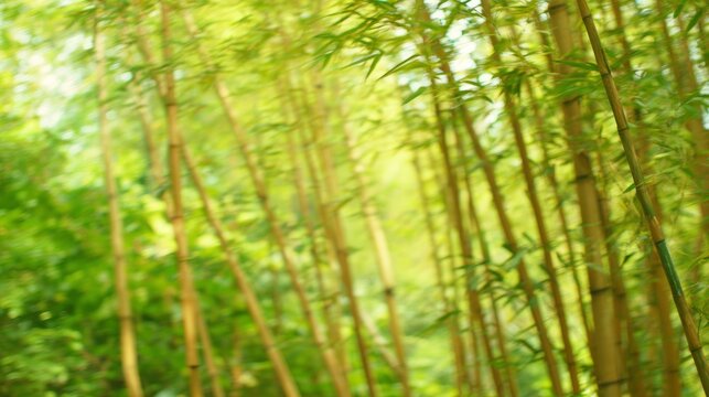 clacking. Bamboo stalks swaying and clacking in forest breeze with filtered daylight and motion blur. gardening catalogs, home-decor guides, designed for home decor and floral branding.
