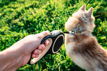 Walking a husky dog with a leash roulette on a summer day