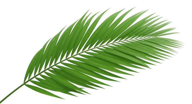 Vibrant green palm frond with detailed leaf texture isolated